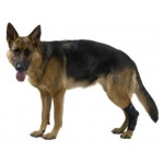 Kruuse Rehab Dog Hock Protector / Hock Brace